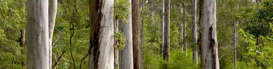 Đặc điểm gỗ cứng ở Úc