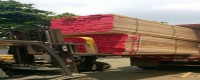 Giá gỗ tần bì nhập khẩu hiện tại ra sau