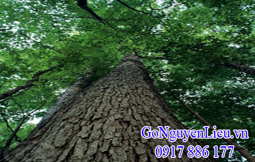 cây sồi trắng (white oak) cây sồi trắng (white oak)