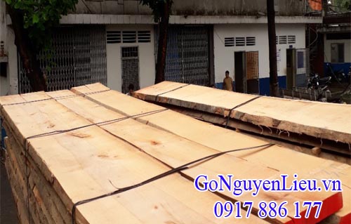 gỗ beech chưa rong bìa gỗ beech chưa rong bìa