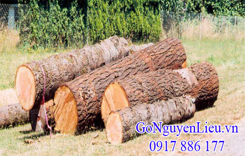 gỗ tròn nhập khẩu gỗ tròn nhập khẩu