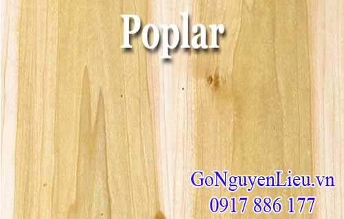 vân gỗ bạch dương (poplar) nhập khẩu vân gỗ bạch dương (poplar) nhập khẩu